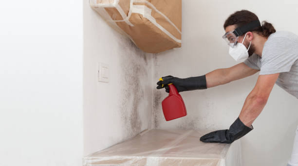 Professional Mold Inspection And Testing technician working in Wellington, CO