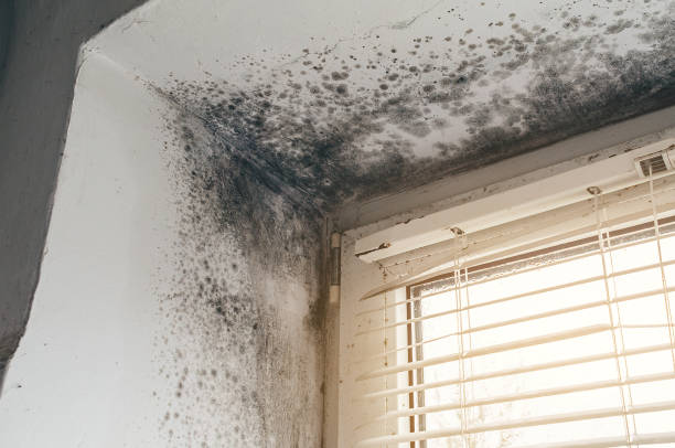Affordable Mold Inspection And Testing solutions in Wellington, CO